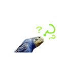 budgerigar-Message（個別スタンプ：7）