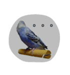 budgerigar-Message（個別スタンプ：8）