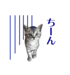 たむちゃんスタンプ 子猫編（個別スタンプ：2）