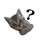 たむちゃんスタンプ 子猫編（個別スタンプ：3）