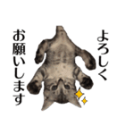 たむちゃんスタンプ 子猫編（個別スタンプ：5）