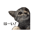たむちゃんスタンプ 子猫編（個別スタンプ：6）