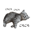 たむちゃんスタンプ 子猫編（個別スタンプ：7）