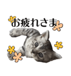 たむちゃんスタンプ 子猫編（個別スタンプ：9）