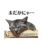 たむちゃんスタンプ 子猫編（個別スタンプ：11）