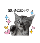 たむちゃんスタンプ 子猫編（個別スタンプ：12）