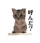たむちゃんスタンプ 子猫編（個別スタンプ：13）