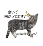 たむちゃんスタンプ 子猫編（個別スタンプ：16）