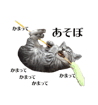 たむちゃんスタンプ 子猫編（個別スタンプ：18）