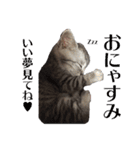 たむちゃんスタンプ 子猫編（個別スタンプ：20）