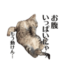 たむちゃんスタンプ 子猫編（個別スタンプ：21）