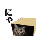 たむちゃんスタンプ 子猫編（個別スタンプ：25）