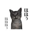 たむちゃんスタンプ 子猫編（個別スタンプ：26）