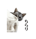たむちゃんスタンプ 子猫編（個別スタンプ：29）