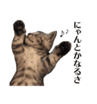 たむちゃんスタンプ 子猫編（個別スタンプ：30）