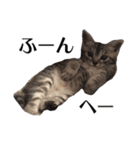 たむちゃんスタンプ 子猫編（個別スタンプ：31）
