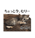 たむちゃんスタンプ 子猫編（個別スタンプ：34）