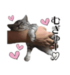 たむちゃんスタンプ 子猫編（個別スタンプ：37）