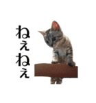 たむちゃんスタンプ 子猫編（個別スタンプ：38）