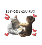 たむちゃんスタンプ 子猫編（個別スタンプ：39）