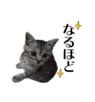 たむちゃんスタンプ 子猫編（個別スタンプ：40）