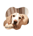 マイペースな愛犬ビーグル（個別スタンプ：6）