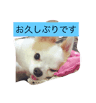 丁寧などうぶつたち（個別スタンプ：1）