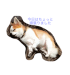 丁寧などうぶつたち（個別スタンプ：3）