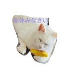 丁寧などうぶつたち（個別スタンプ：4）