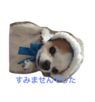 丁寧などうぶつたち（個別スタンプ：7）