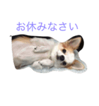 丁寧などうぶつたち（個別スタンプ：12）