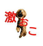 クッキーの独り言 3（個別スタンプ：14）