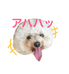 ビションプーのもこちゃん（個別スタンプ：1）