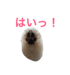 ビションプーのもこちゃん（個別スタンプ：6）