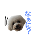 ビションプーのもこちゃん（個別スタンプ：7）