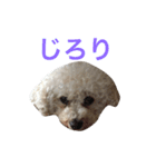 ビションプーのもこちゃん（個別スタンプ：12）