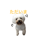 ビションプーのもこちゃん（個別スタンプ：21）