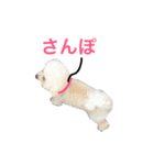 ビションプーのもこちゃん（個別スタンプ：24）