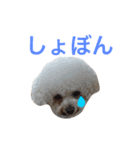 ビションプーのもこちゃん（個別スタンプ：28）