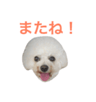 ビションプーのもこちゃん（個別スタンプ：37）