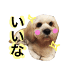 ミックス犬りょうま3（個別スタンプ：1）