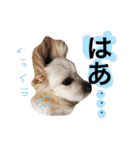 ミックス犬りょうま3（個別スタンプ：2）