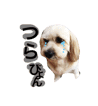 ミックス犬りょうま3（個別スタンプ：3）
