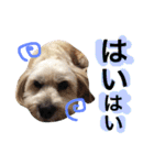 ミックス犬りょうま3（個別スタンプ：4）
