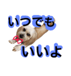 ミックス犬りょうま3（個別スタンプ：5）