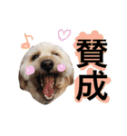 ミックス犬りょうま3（個別スタンプ：8）