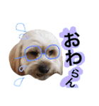 ミックス犬りょうま3（個別スタンプ：9）