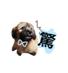ミックス犬りょうま3（個別スタンプ：11）