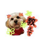 ミックス犬りょうま3（個別スタンプ：12）