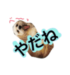 ミックス犬りょうま3（個別スタンプ：13）